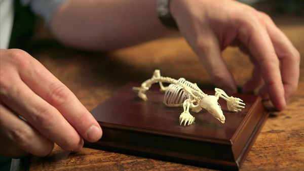 Secrets of Bones - On the Move