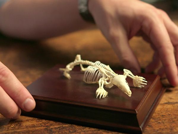 Secrets of Bones - On the Move