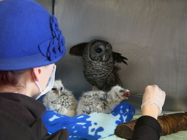 Hope for Wildlife - A Shot in the Dark