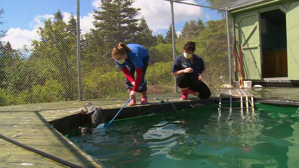 Hope for Wildlife - Lodge And Order