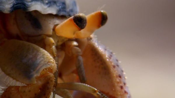 Natural World Nature's Miniature Miracles - Natural World: Nature's Miniature Miracles