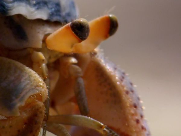 Natural World Nature's Miniature Miracles - Natural World: Nature's Miniature Miracles