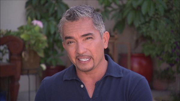Dog Whisperer with Cesar Millan - Pop Star Fallout