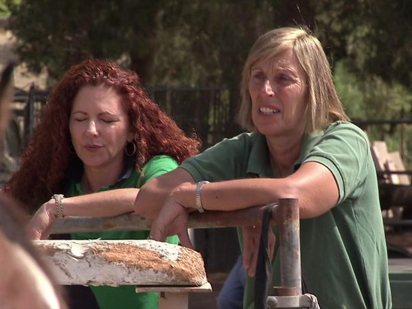 Dog Whisperer with Cesar Millan - Cesar and the Horse Whisperer