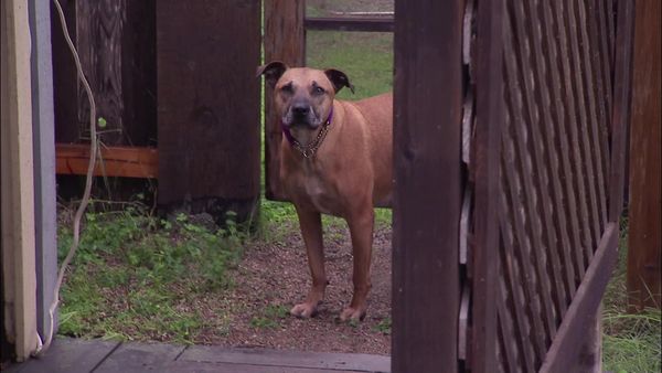 Dog Whisperer with Cesar Millan - Bad Blood