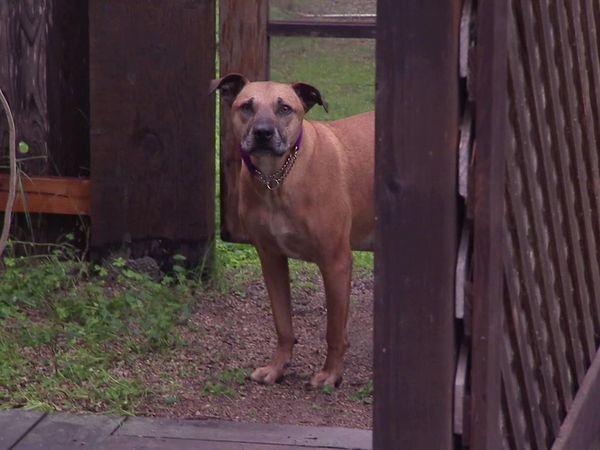 Dog Whisperer with Cesar Millan - Bad Blood