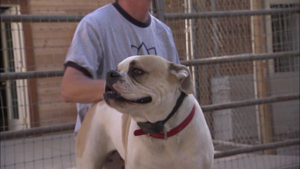 Dog Whisperer with Cesar Millan - Bulldog on the Edge