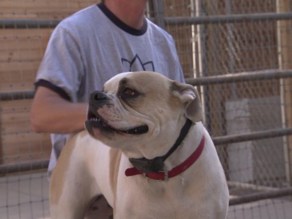 Dog Whisperer with Cesar Millan - Bulldog on the Edge