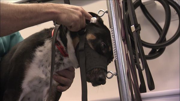 Dog Whisperer with Cesar Millan - Have Dog... Will Travel