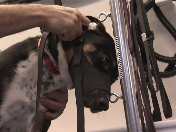 Dog Whisperer with Cesar Millan - Have Dog... Will Travel