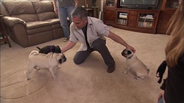 Dog Whisperer with Cesar Millan - Saving Ryan
