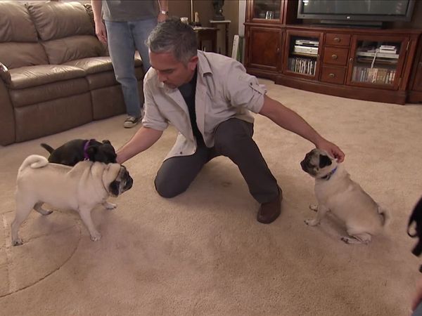 Dog Whisperer with Cesar Millan - Saving Ryan