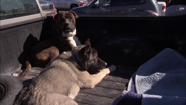 Dog Whisperer with Cesar Millan - Run Home Roscoe!