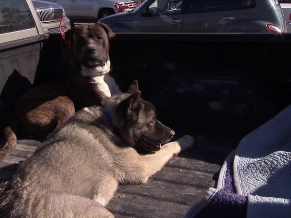 Dog Whisperer with Cesar Millan - Run Home Roscoe!