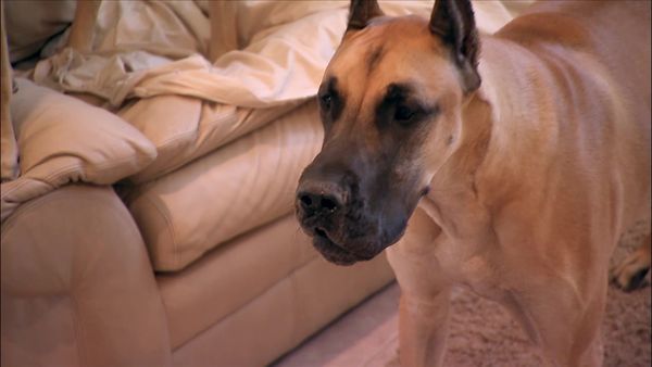 Dog Whisperer with Cesar Millan - Healing the Hoarded