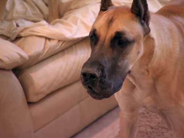 Dog Whisperer with Cesar Millan - Healing the Hoarded