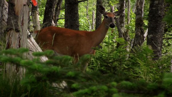 Hope for Wildlife - Nearest And Deerest