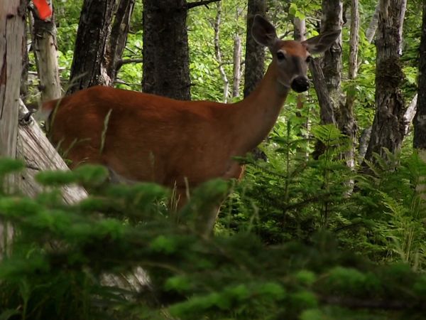 Hope for Wildlife - Nearest And Deerest