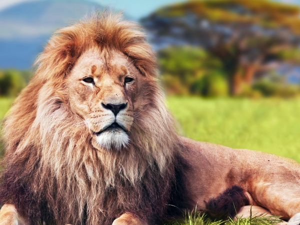 Supervivencia - Grandes felinos