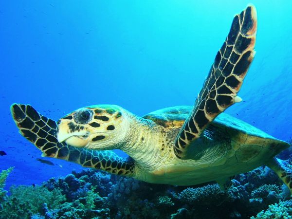 Supervivencia - Reptiles