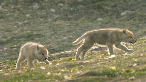 Snow wolf family and me - Episode 2