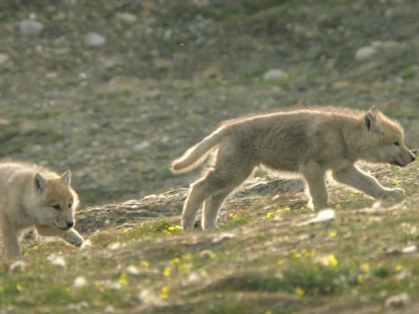 Snow wolf family and me - Episode 2