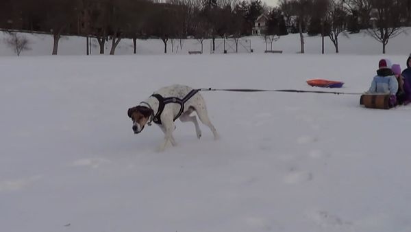 Animals Unleashed - Barks & Recreation