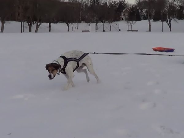 Animals Unleashed - Barks & Recreation