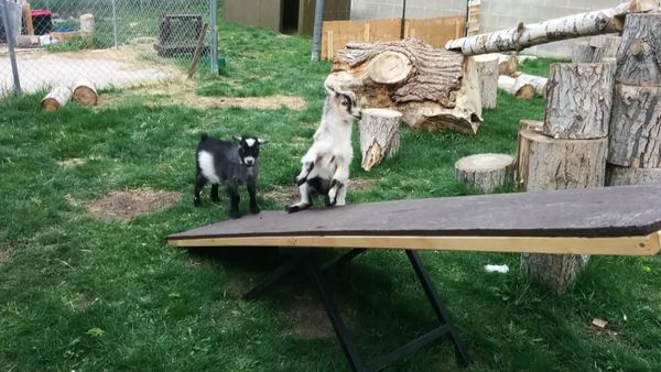 Animals Unleashed - Best in Dog Show