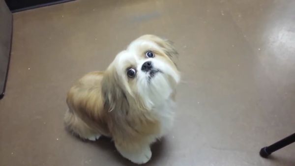 Animals Unleashed - St. Elmo's Fire Hydrant