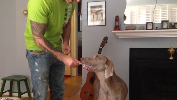 Animals Unleashed - Breaking Bad Dog