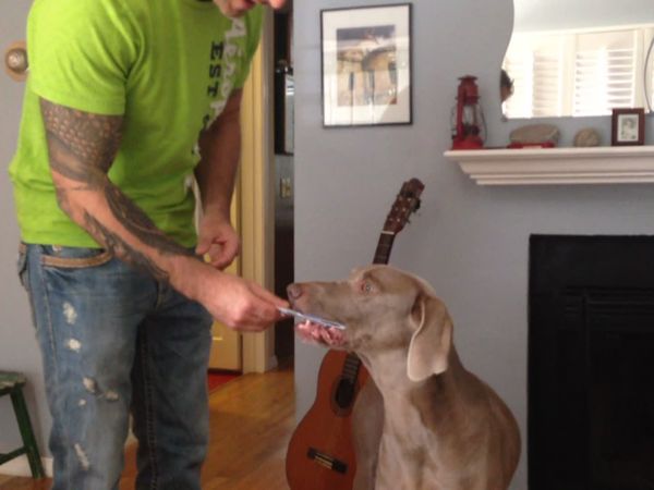Animals Unleashed - Breaking Bad Dog