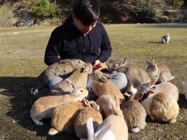 Animals Unleashed - No Country for Old Dogs