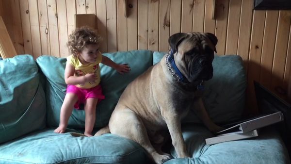 Animals Unleashed - A Pug's Life