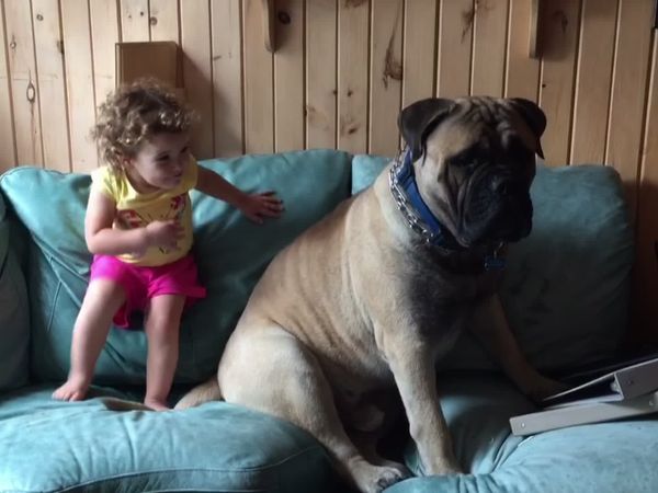 Animals Unleashed - A Pug's Life