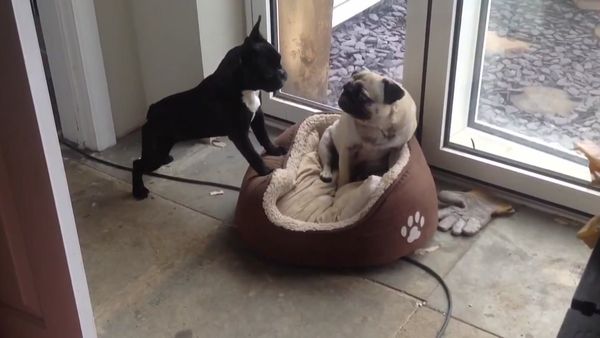 Animals Unleashed - Bridget Jones's Dog
