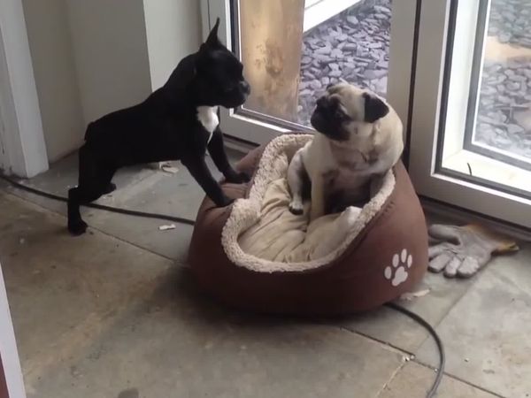 Animals Unleashed - Bridget Jones's Dog