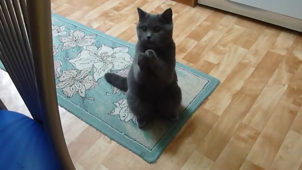 Animals Unleashed - It's a Wonderful Nine Lives