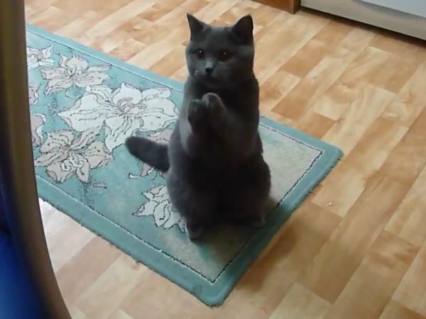 Animals Unleashed - It's a Wonderful Nine Lives