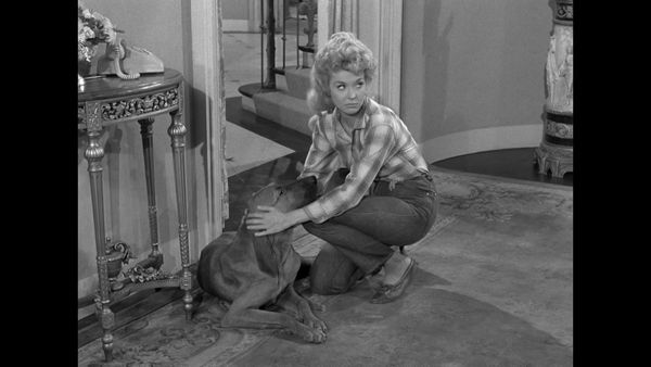 The Beverly Hillbillies - Elly's Animals