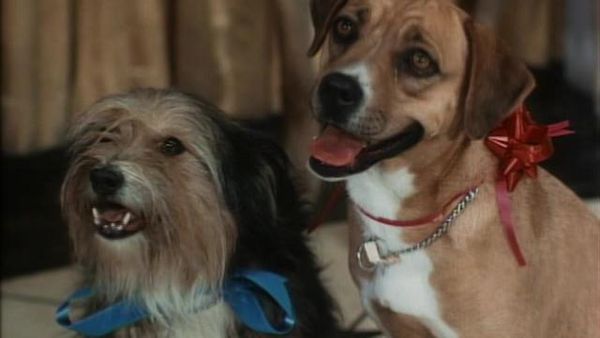 The Beverly Hillbillies - Dog Days