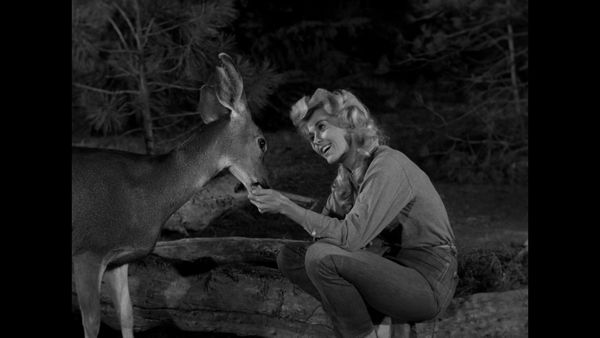 The Beverly Hillbillies - Jed Pays His Tax