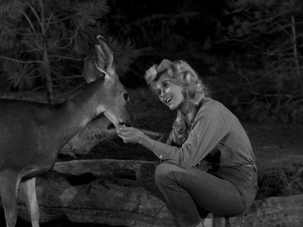 The Beverly Hillbillies - Jed Pays His Tax