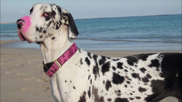 Dog Whisperer with Cesar Millan - Cesar Down Under