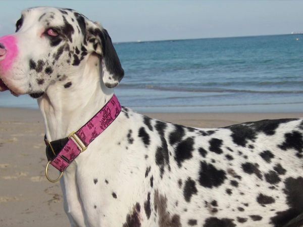 Dog Whisperer with Cesar Millan - Cesar Down Under