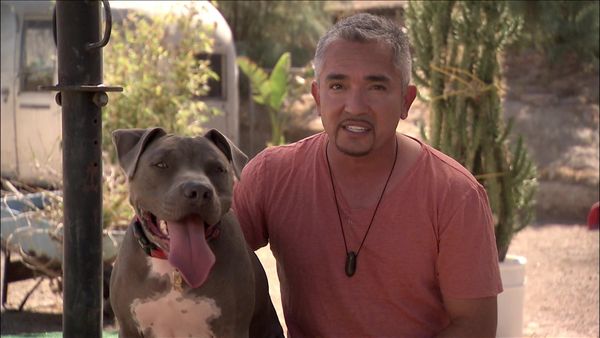 Dog Whisperer with Cesar Millan - Most Aggressive Breeds