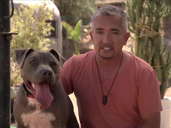 Dog Whisperer with Cesar Millan - Most Aggressive Breeds