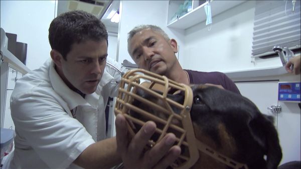 Dog Whisperer with Cesar Millan - Dog and His Boy, A; Mobile Vet