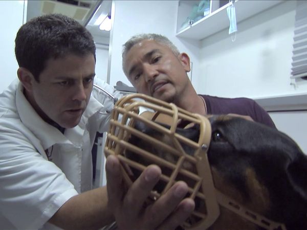 Dog Whisperer with Cesar Millan - Dog and His Boy, A; Mobile Vet