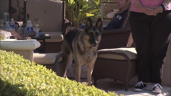Dog Whisperer with Cesar Millan - Desperate Housedogs